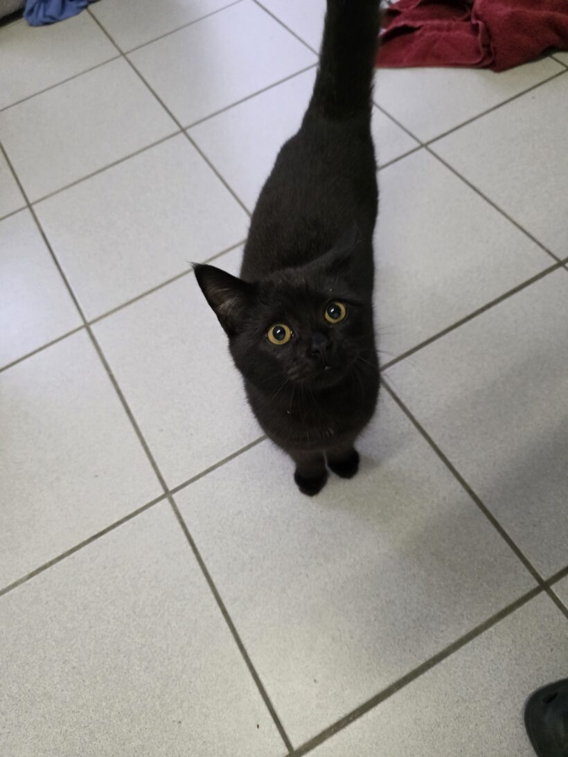 Yuval & Yven – Wohnungshaltung möglich!