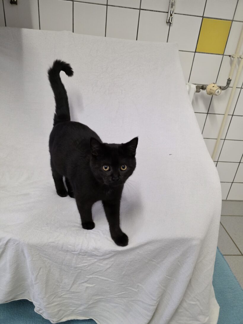 Yuval & Yven – Wohnungshaltung möglich!