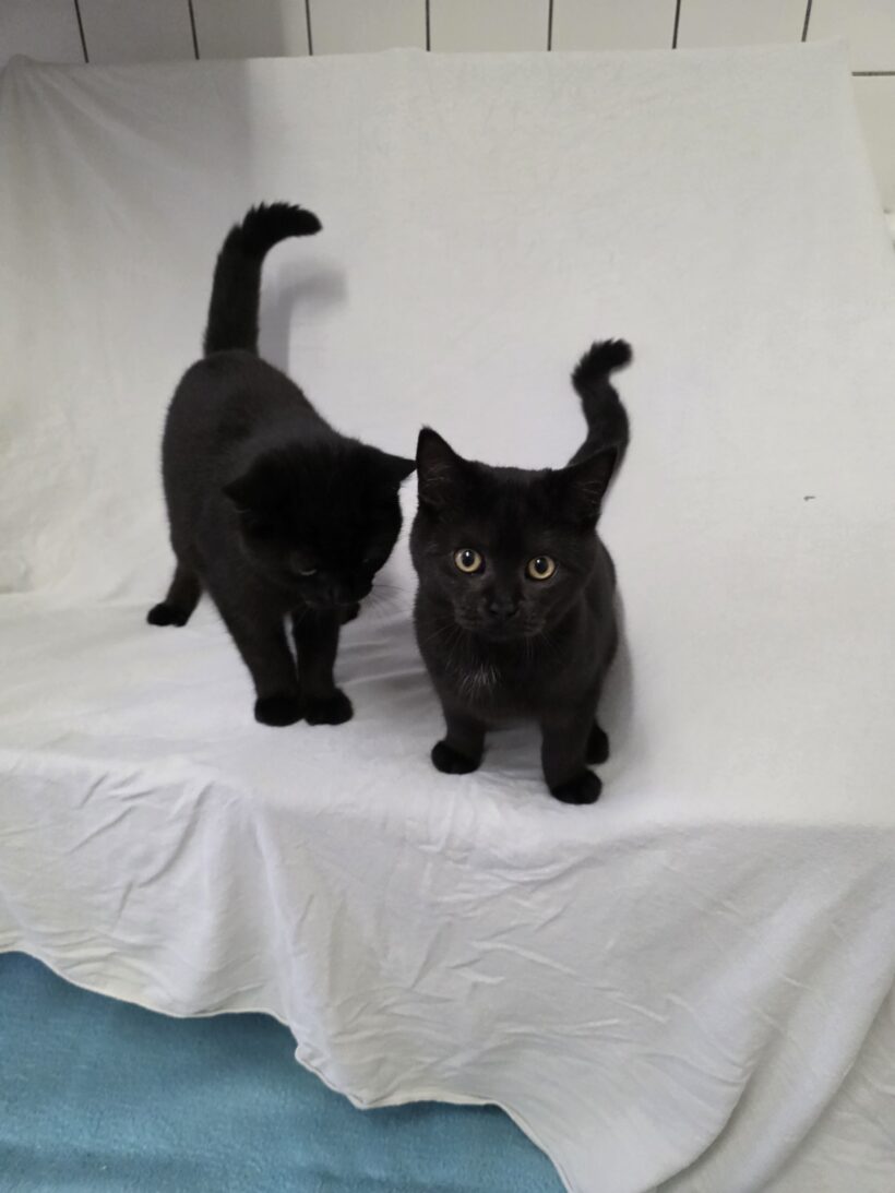 Yuval & Yven – Wohnungshaltung möglich!