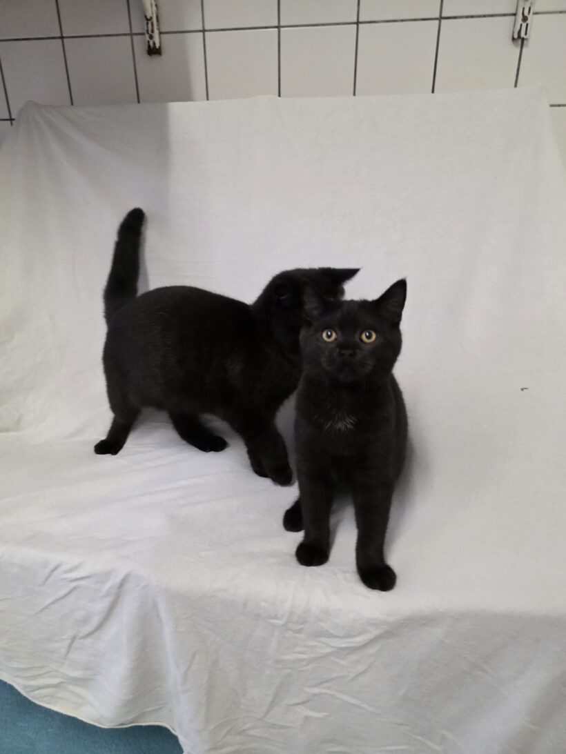 Yuval & Yven – Wohnungshaltung möglich!