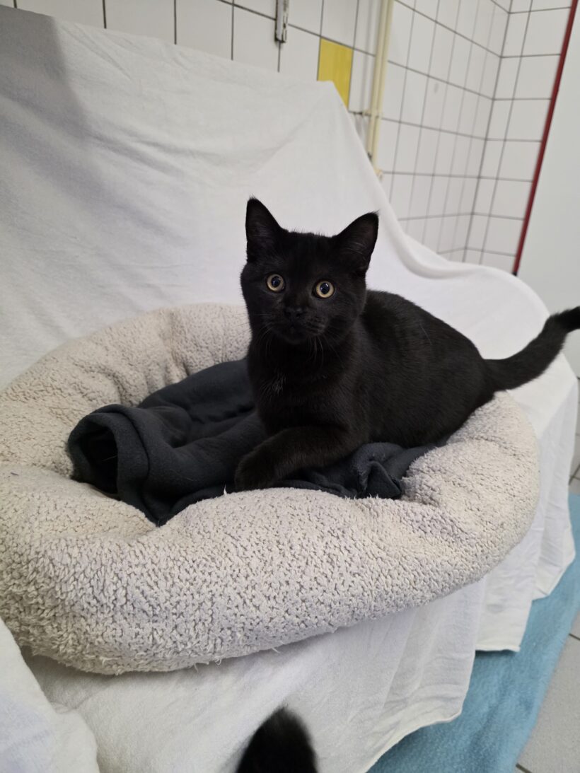 Yuval & Yven – Wohnungshaltung möglich!