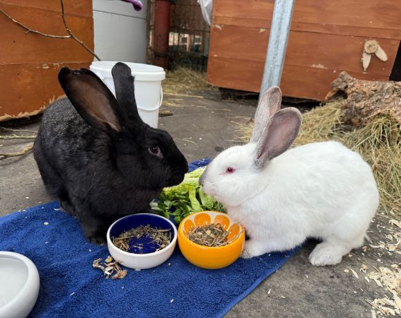 Valessa und Phillipus Valessa und Phillipus