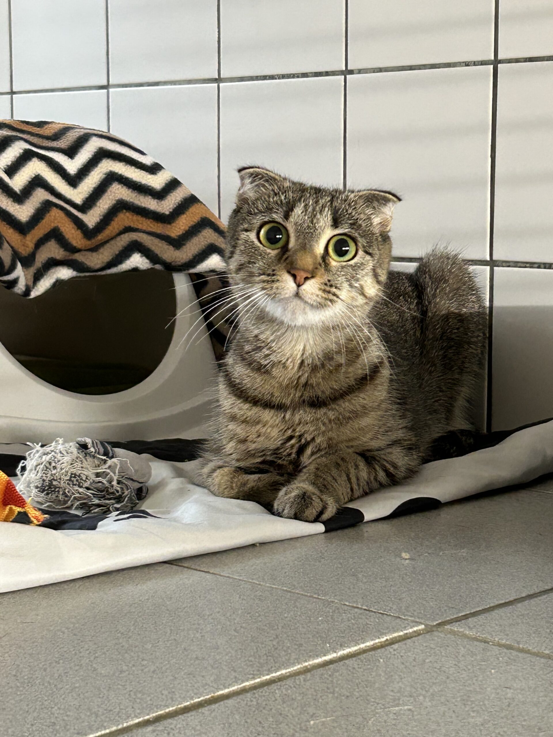 Ellena – Wohnungshaltung! Ellena – Wohnungshaltung!