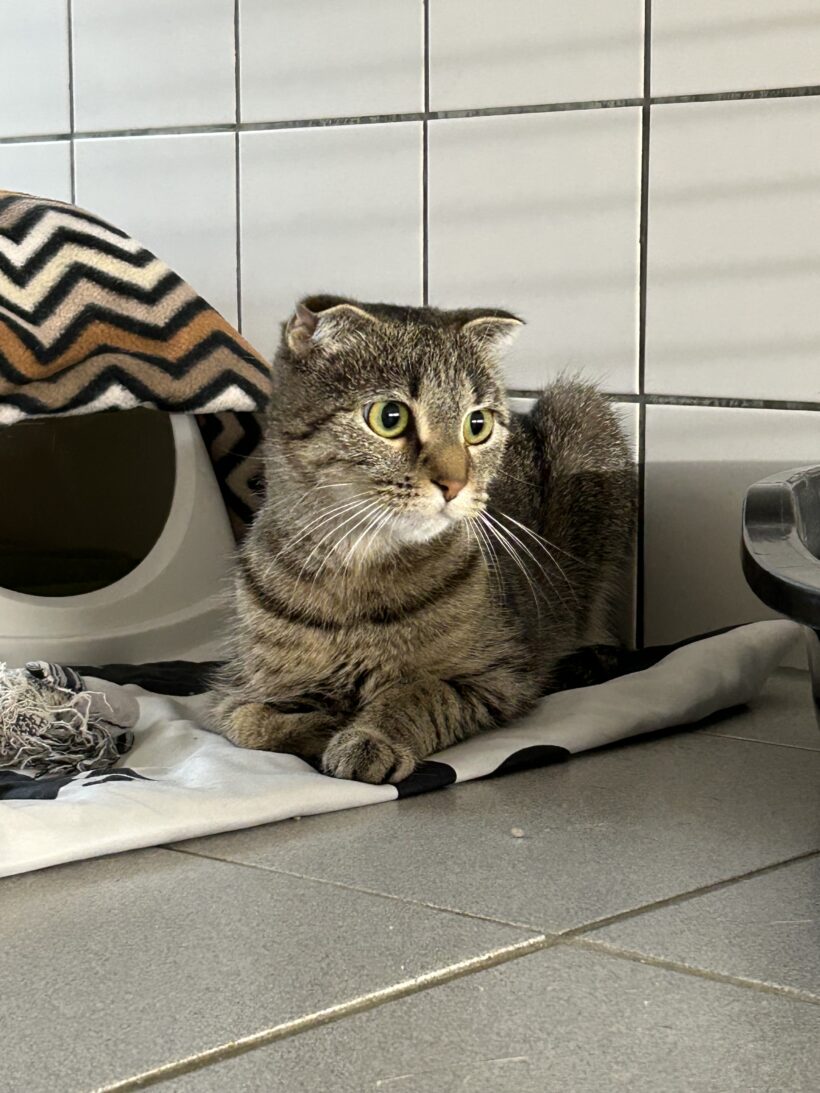 Ellena – Wohnungshaltung! Ellena – Wohnungshaltung!