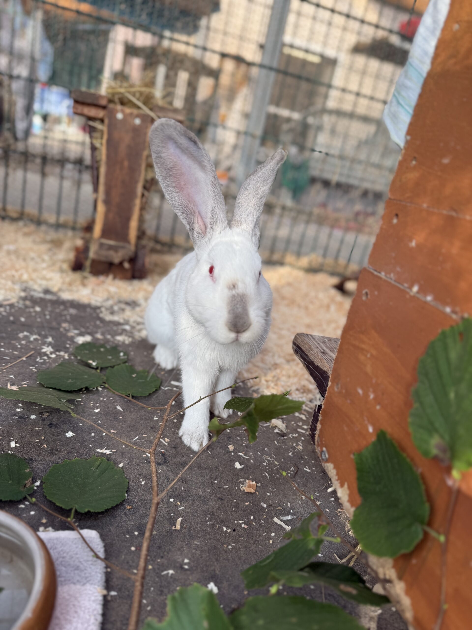 Valessa und Phillipus Valessa und Phillipus