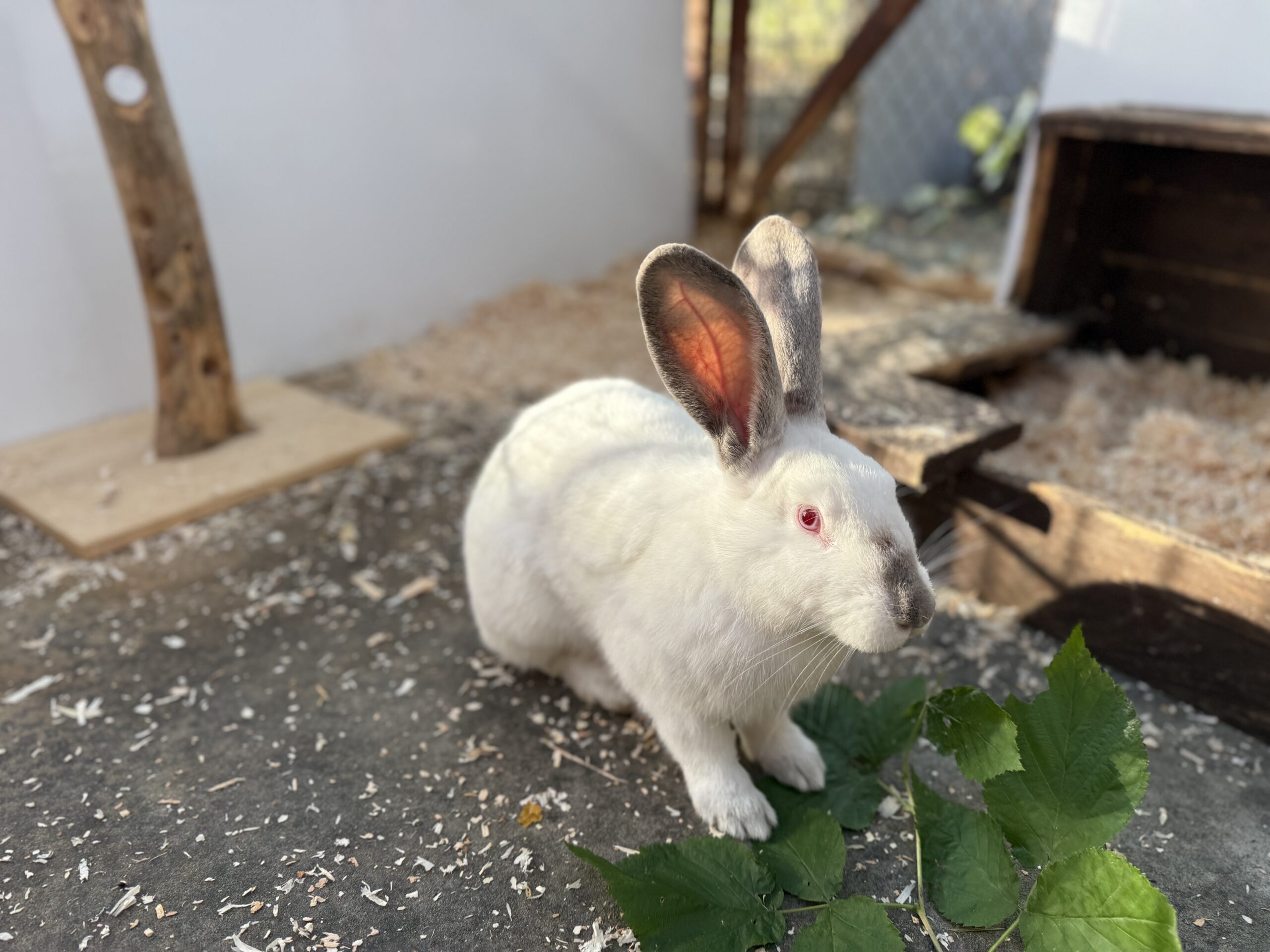 Valessa und Phillipus Valessa und Phillipus