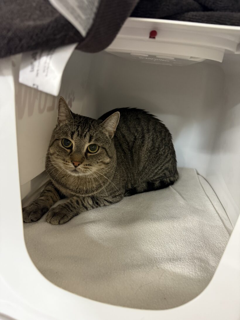 Moritz & Diego – Wohnungshaltung möglich!