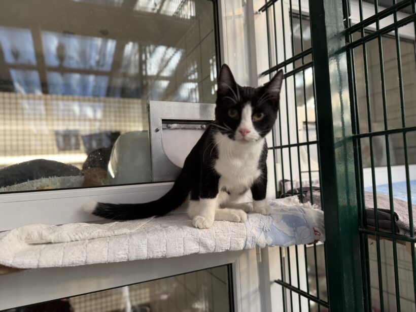 Moritz & Diego – Wohnungshaltung möglich!