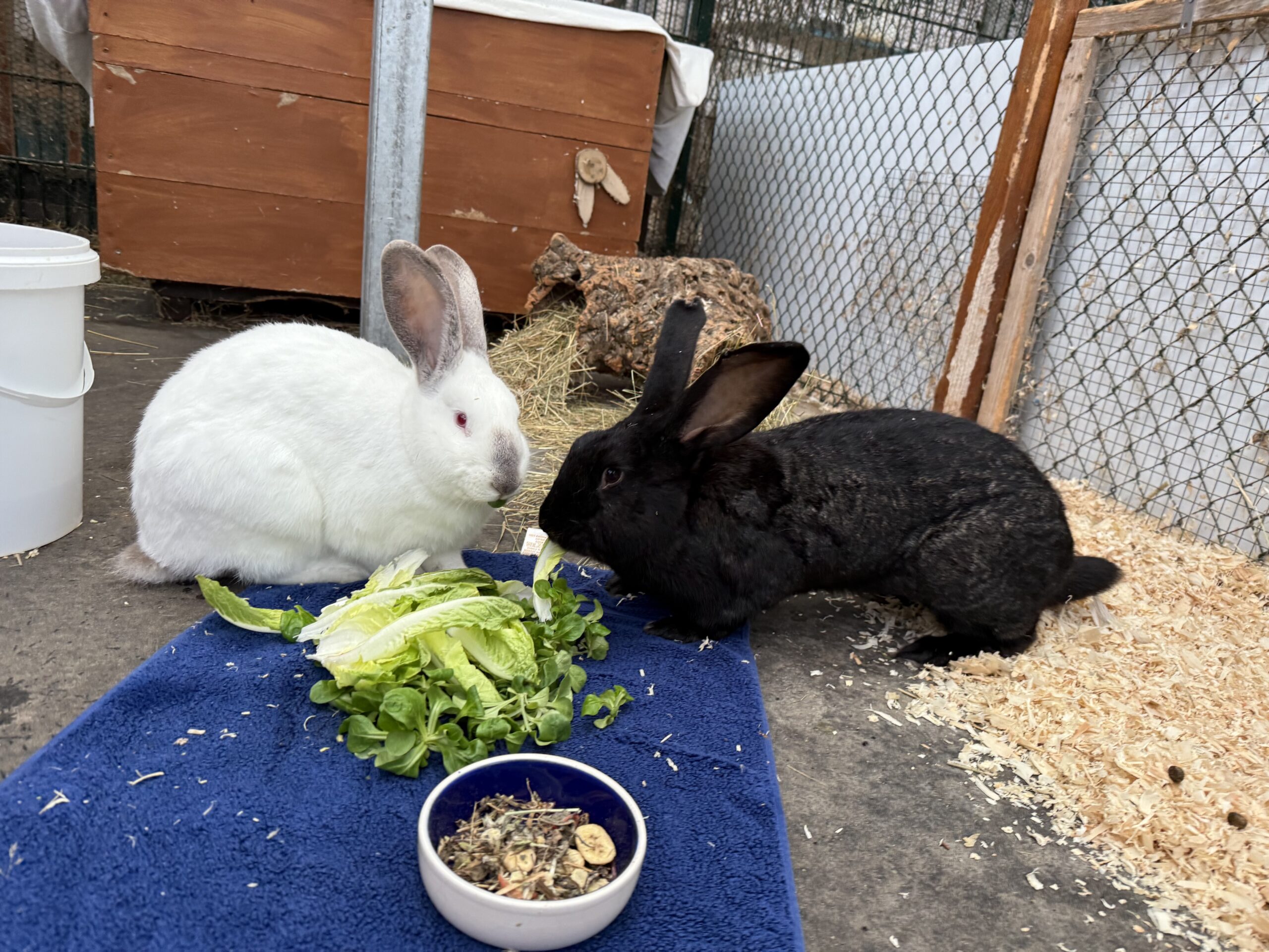 Valessa und Phillipus Valessa und Phillipus