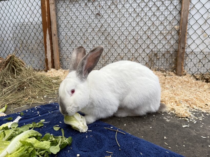 Valessa und Phillipus Valessa und Phillipus