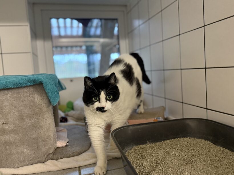 Cruella De Vil Cruella De Vil