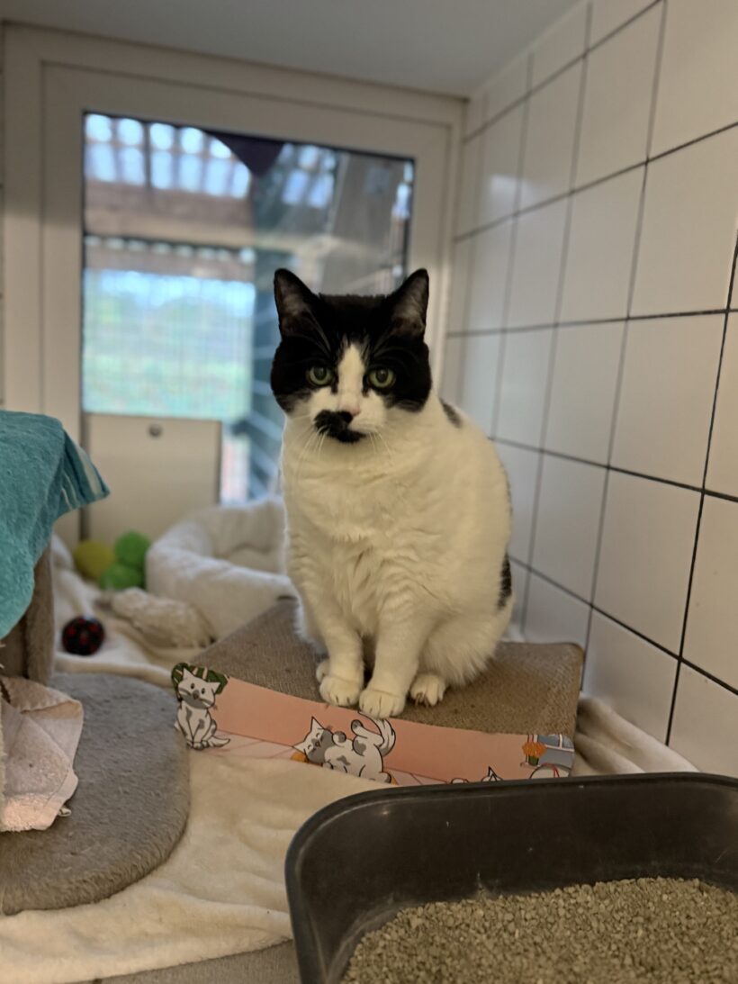 Cruella De Vil Cruella De Vil