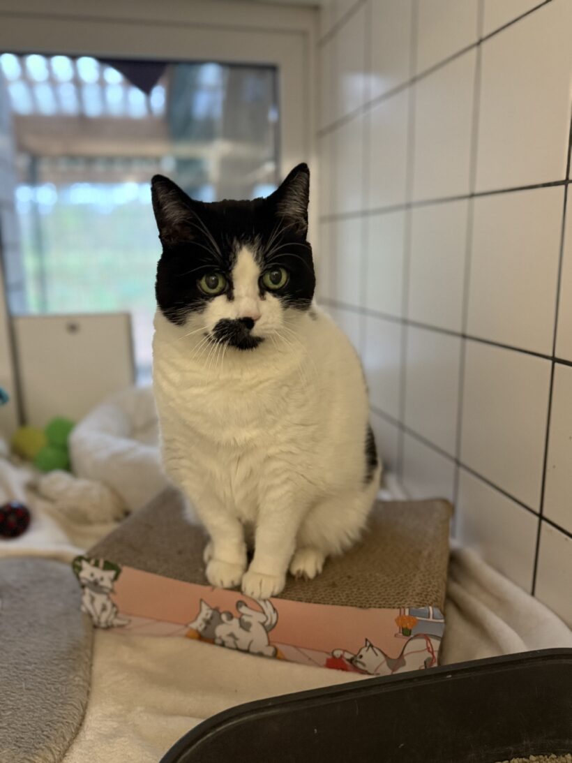 Cruella De Vil Cruella De Vil