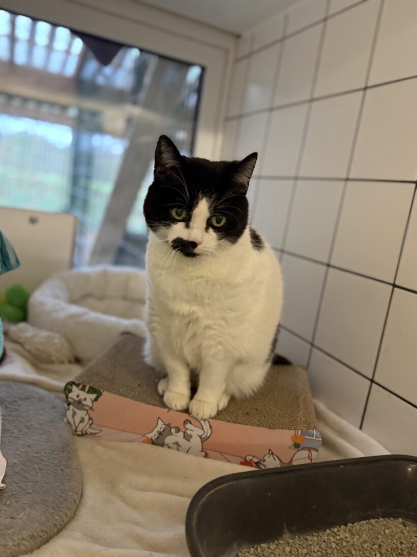 Cruella De Vil Cruella De Vil