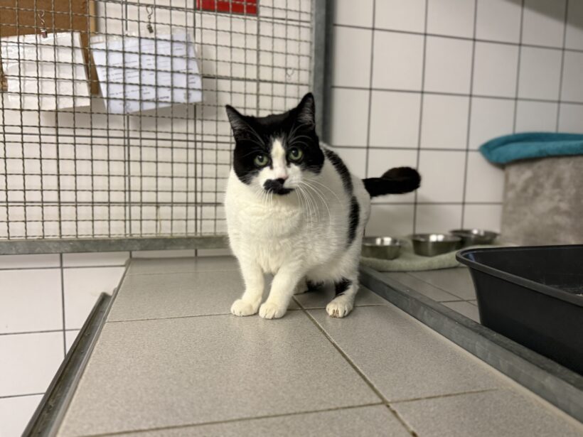 Cruella De Vil Cruella De Vil