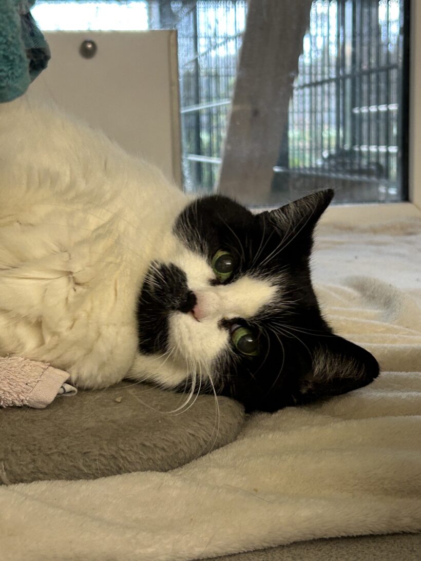 Cruella De Vil Cruella De Vil