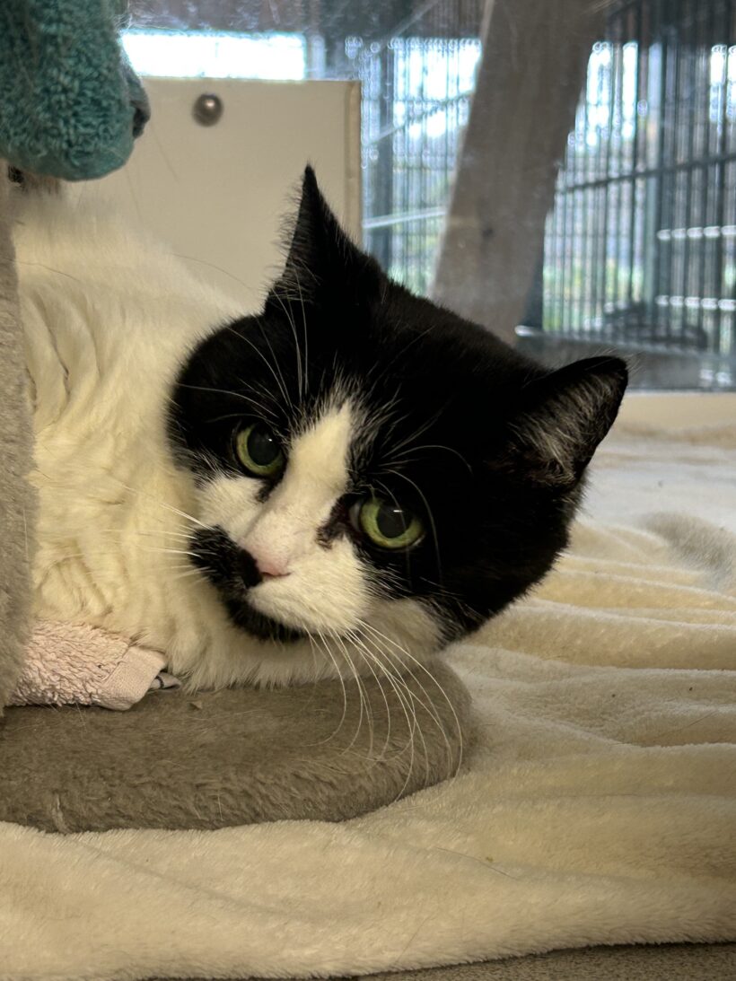 Cruella De Vil Cruella De Vil