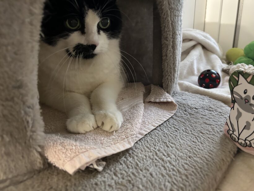 Cruella De Vil Cruella De Vil