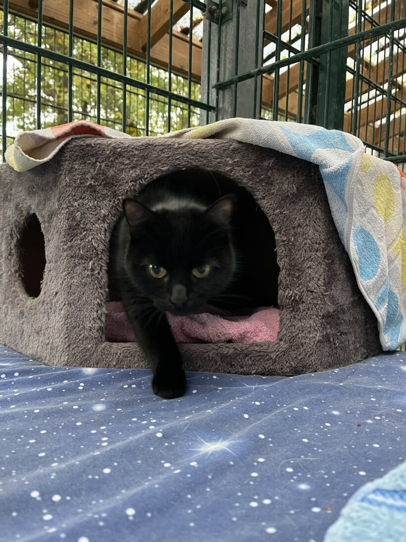 Naemi – Wohnungshaltung möglich Naemi – Wohnungshaltung möglich