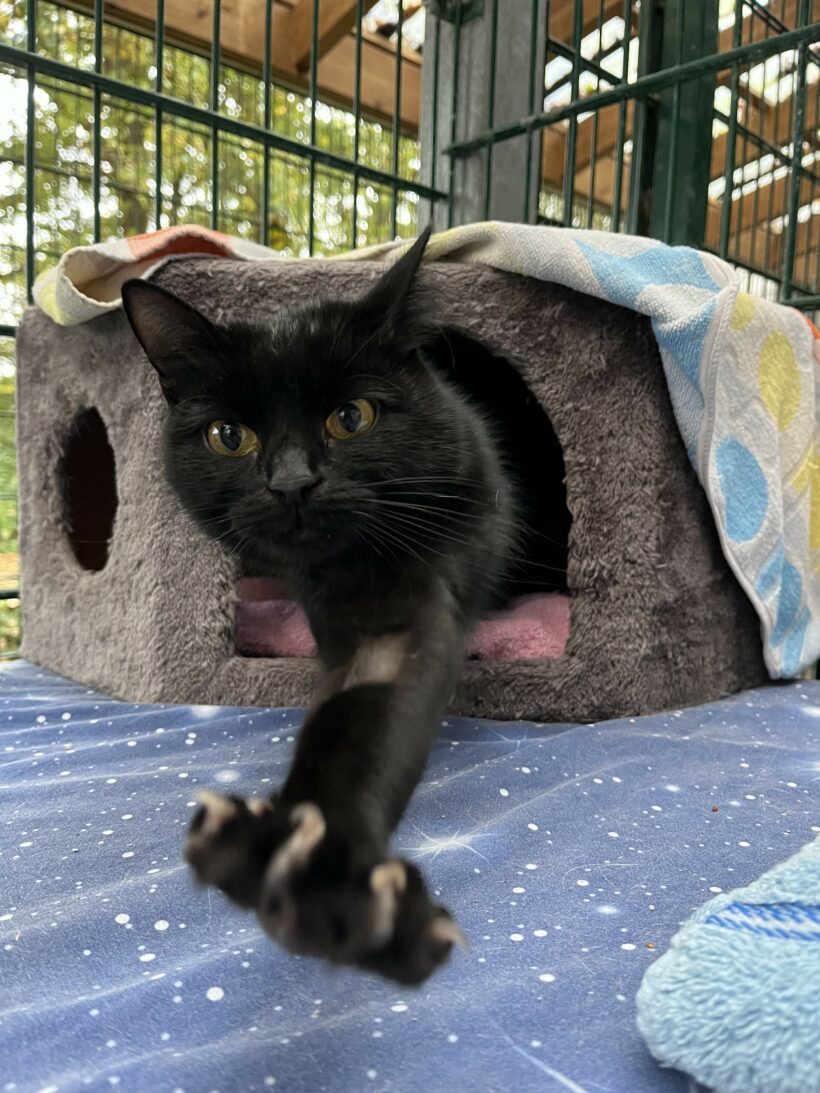 Naemi – Wohnungshaltung möglich Naemi – Wohnungshaltung möglich