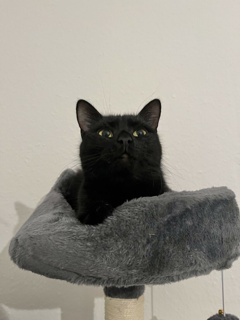 Naemi – Wohnungshaltung möglich Naemi – Wohnungshaltung möglich