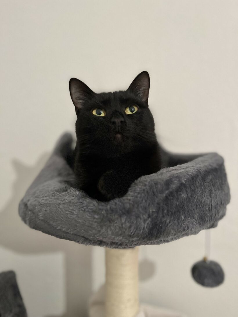 Naemi – Wohnungshaltung möglich Naemi – Wohnungshaltung möglich