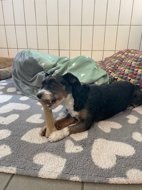 Maylo (und Cookie) Maylo (und Cookie)