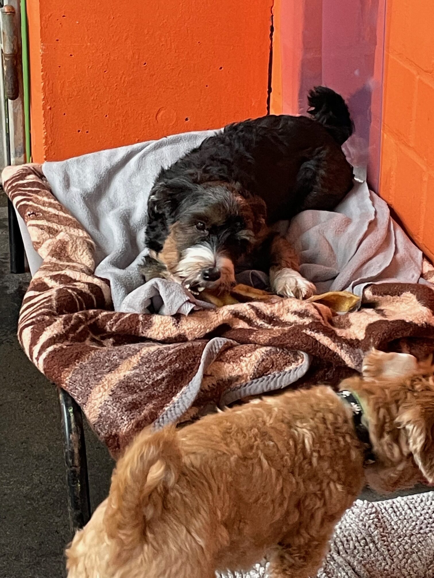 Maylo (und Cookie) Maylo (und Cookie)