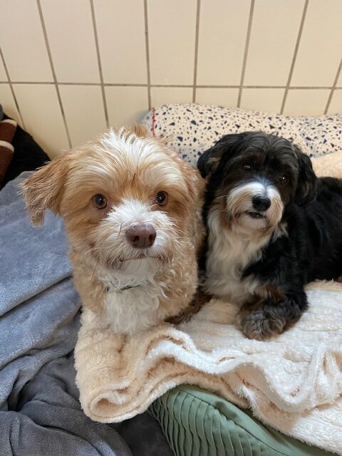 Maylo (und Cookie) Maylo (und Cookie)