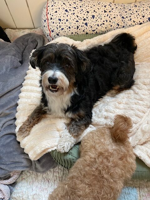 Maylo (und Cookie) Maylo (und Cookie)