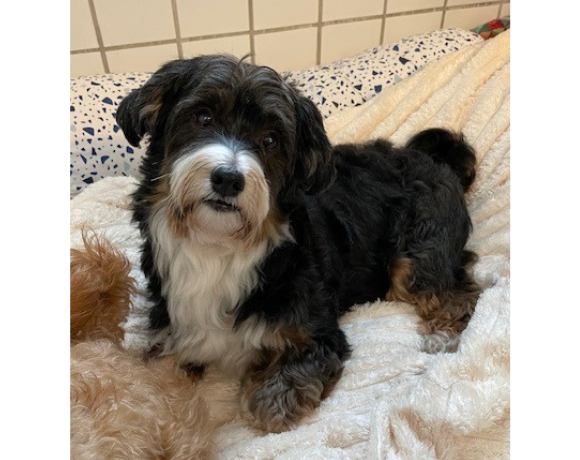 Maylo (und Cookie) Maylo (und Cookie)