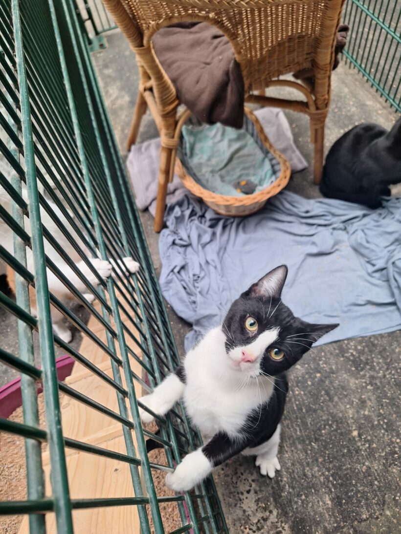 Moritz & Diego – Wohnungshaltung möglich!