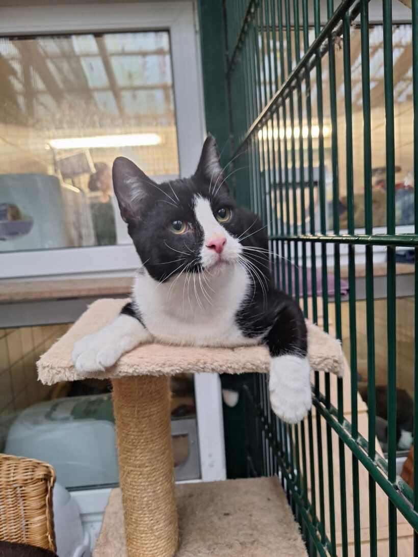 Moritz & Diego – Wohnungshaltung möglich!