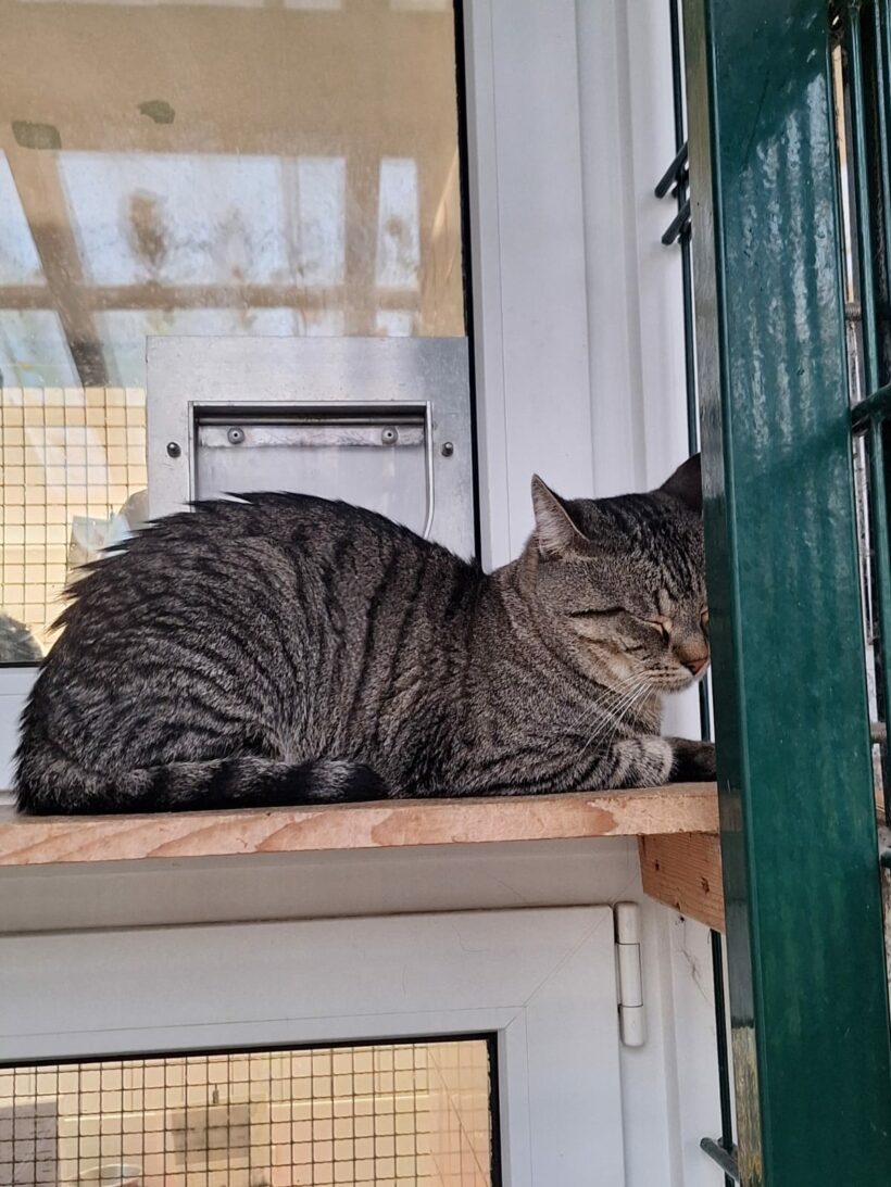 Moritz & Diego – Wohnungshaltung möglich!