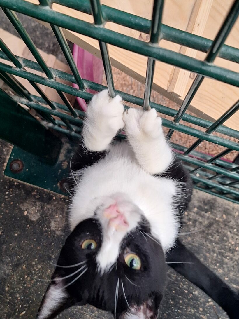 Moritz & Diego – Wohnungshaltung möglich!