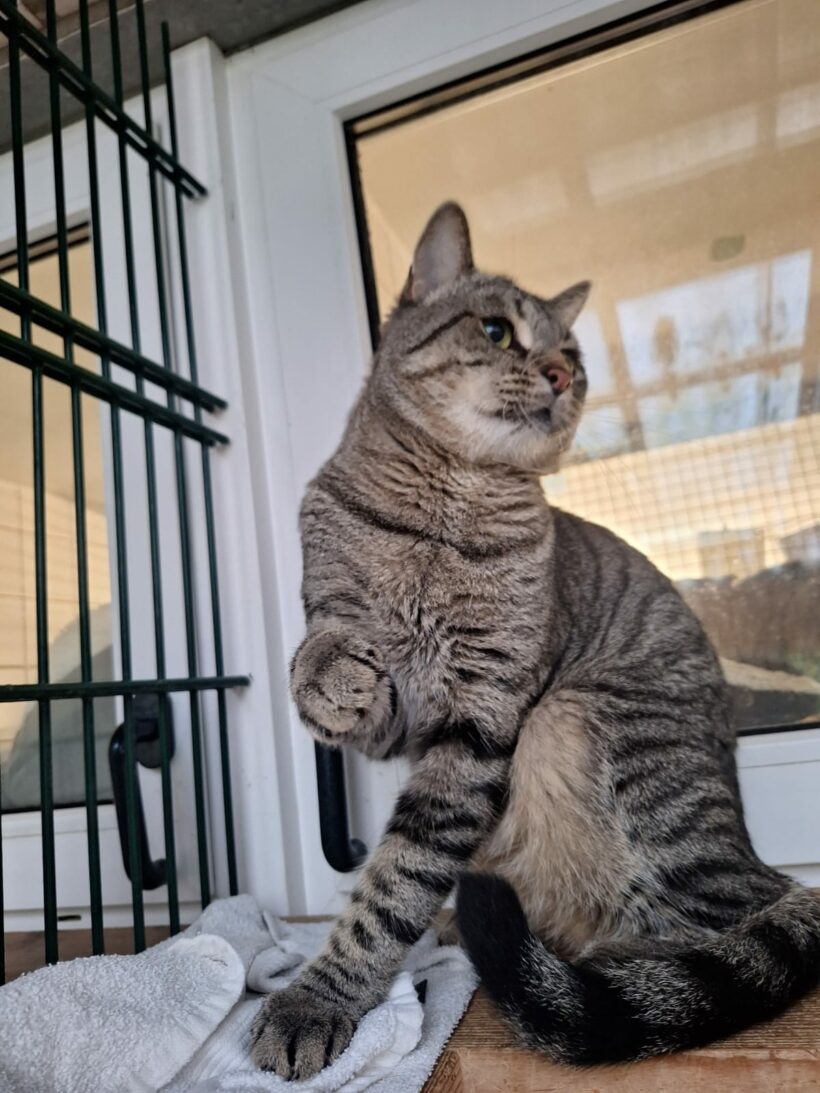 Moritz & Diego – Wohnungshaltung möglich!