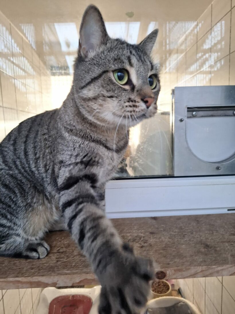 Moritz & Diego – Wohnungshaltung möglich!