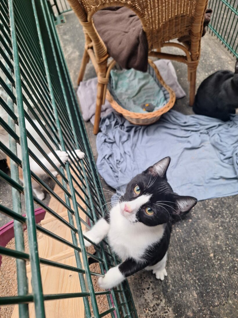 Moritz & Diego – Wohnungshaltung möglich!