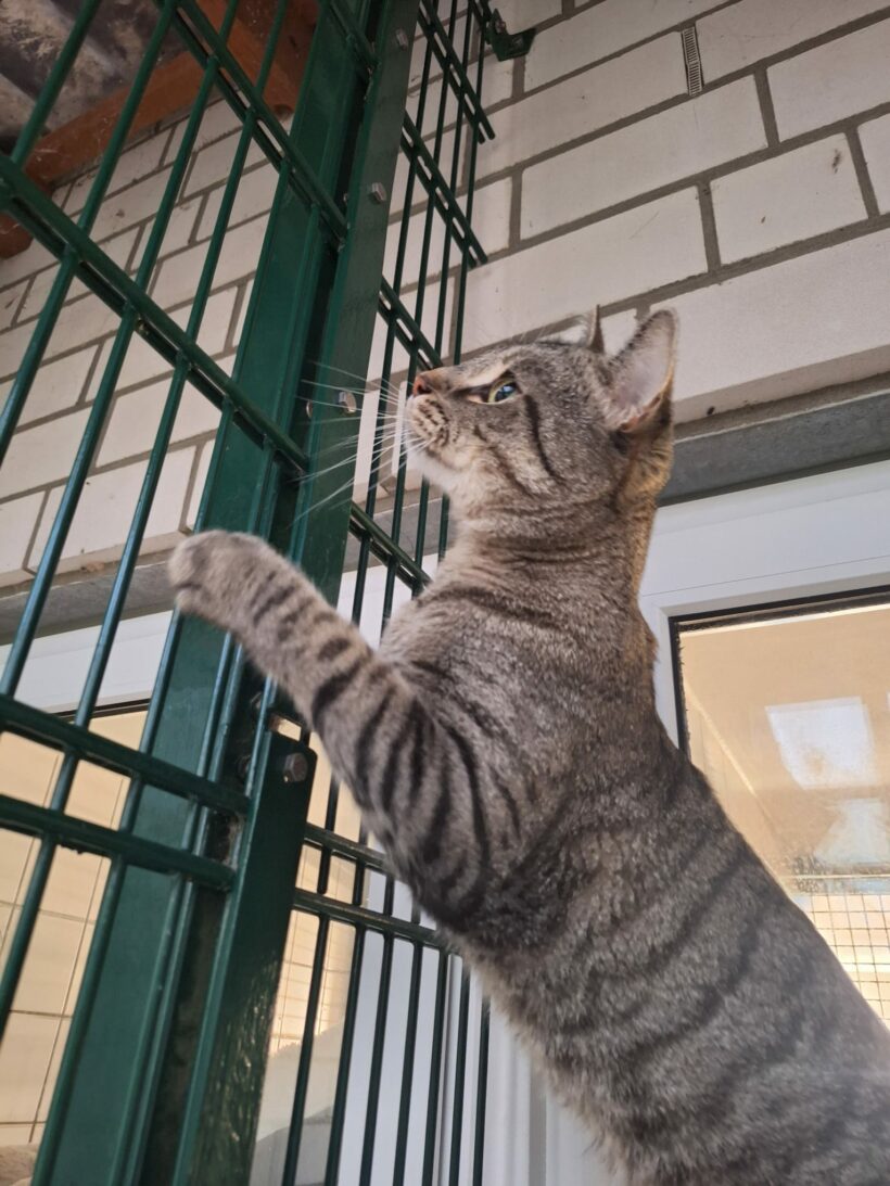 Moritz & Diego – Wohnungshaltung möglich!