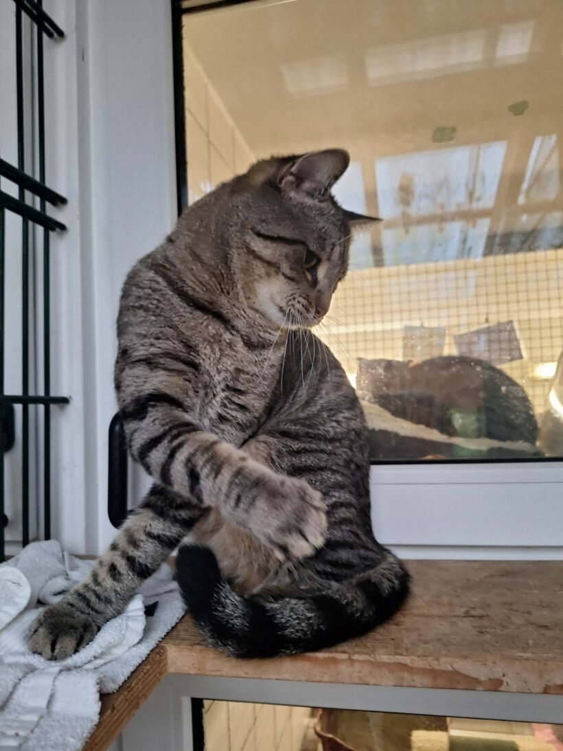 Moritz & Diego – Wohnungshaltung möglich!