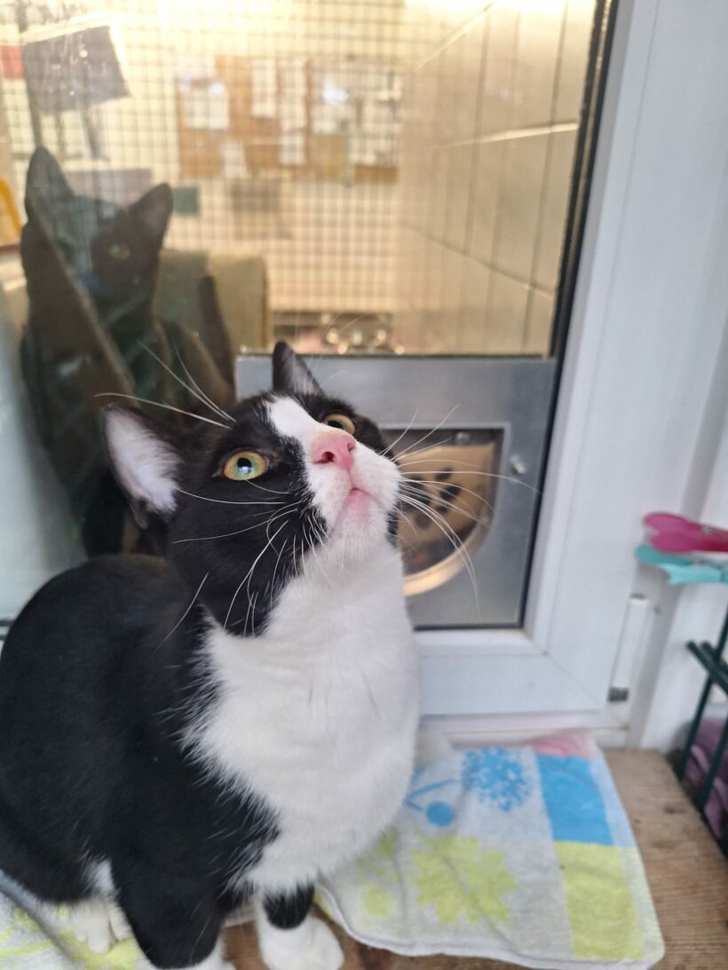 Moritz & Diego – Wohnungshaltung möglich!