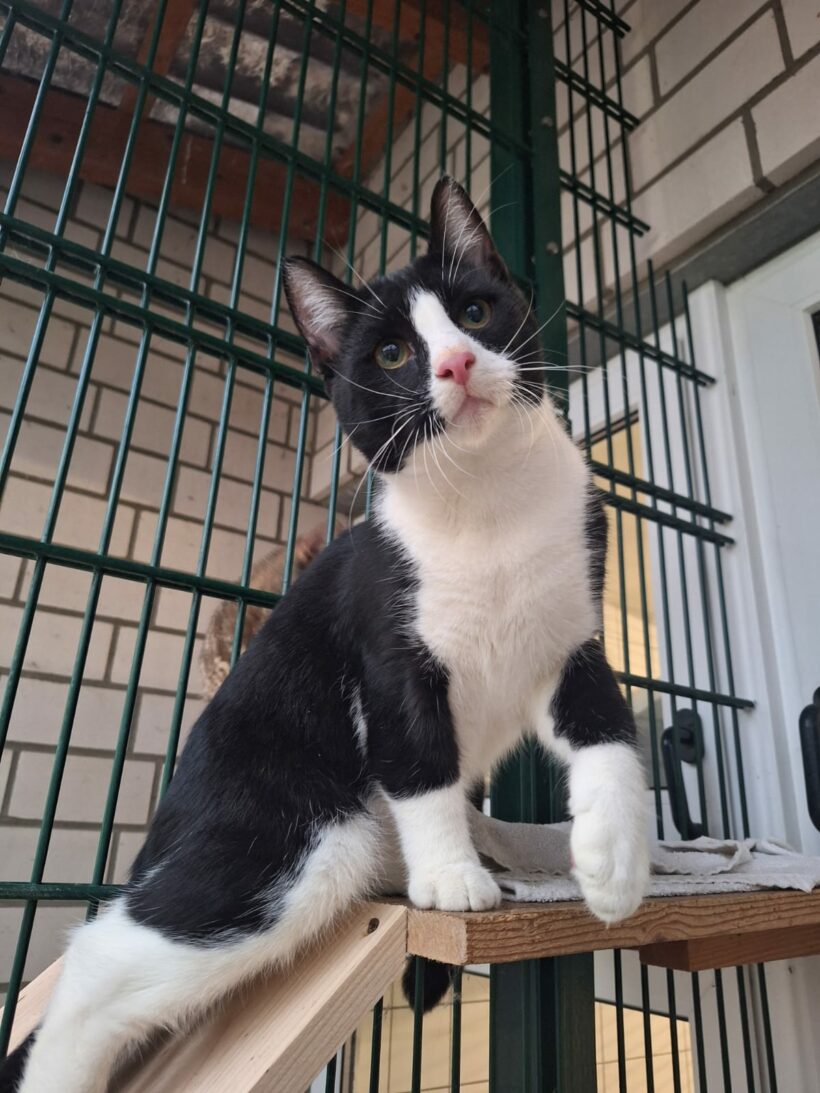 Moritz & Diego – Wohnungshaltung möglich!