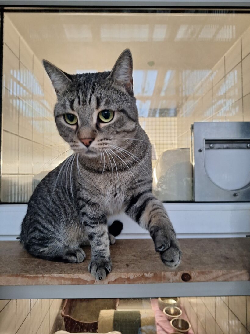 Moritz & Diego – Wohnungshaltung möglich!