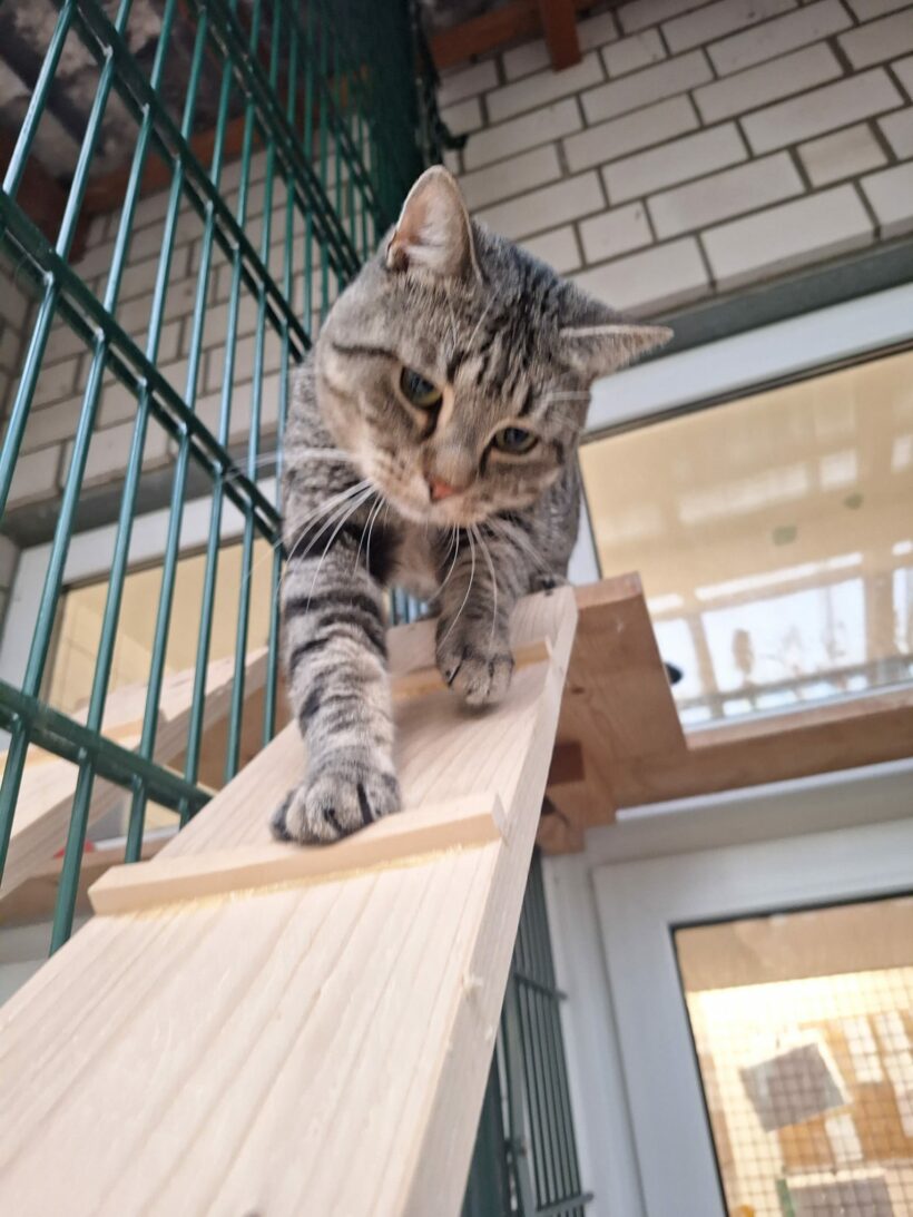 Moritz & Diego – Wohnungshaltung möglich!